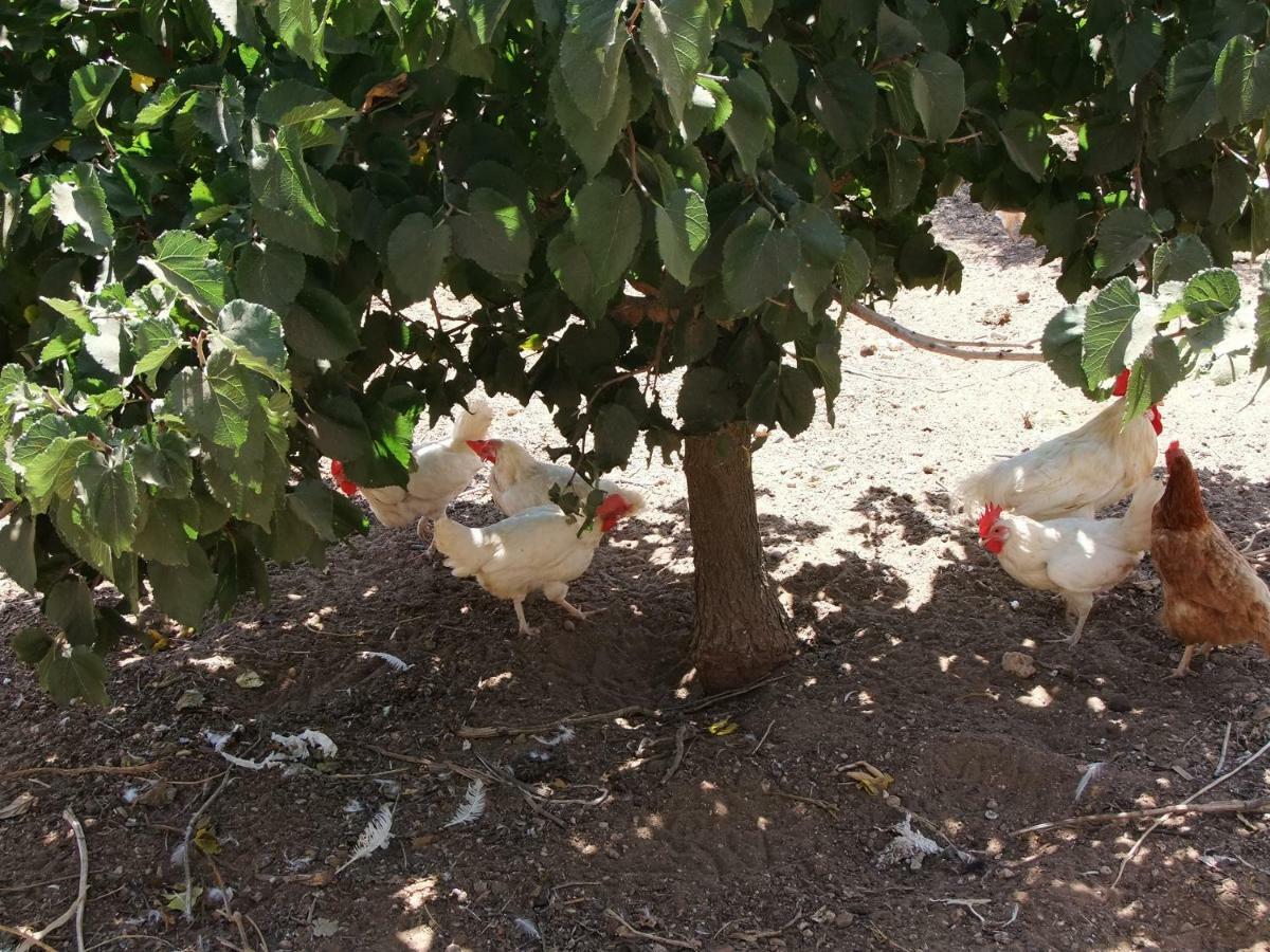 مبيت وإفطار كوميزو Il Filo Di Paglia المظهر الخارجي الصورة